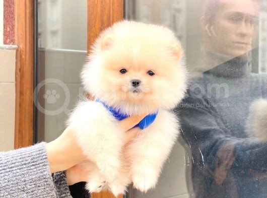 Pomeranian Boo Teddy Face Erkek Yavrumuz görsel