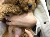 2.5 3 Aylık Erkek Toy Poodle  Kocaeli