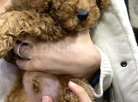 2.5 3 Aylık Erkek Toy Poodle  Kocaeli