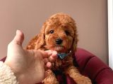 Wc Eğitimli Toy Poodle Yavrular
