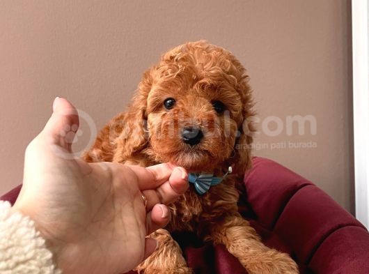 Wc Eğitimli Toy Poodle Yavrular görsel
