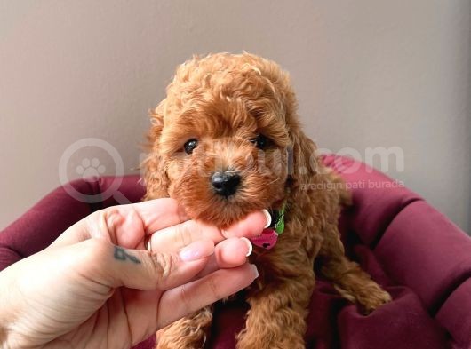 Wc Eğitimli Toy Poodle Yavrular görsel