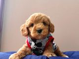 Wc Eğitimli Maltipoo Yavrular