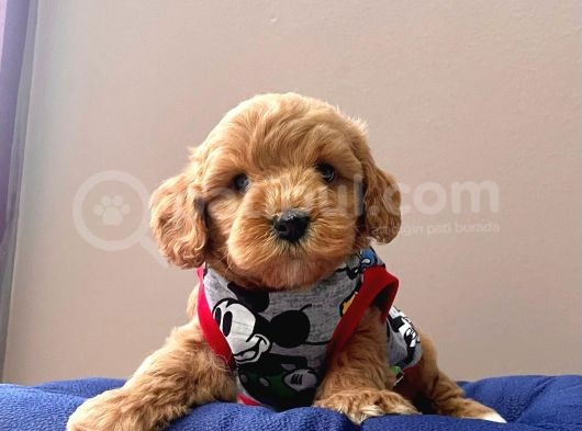 Wc Eğitimli Maltipoo Yavrular