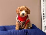 Wc Eğitimli Maltipoo Yavrular