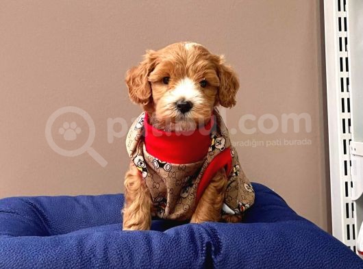 Wc Eğitimli Maltipoo Yavrular görsel