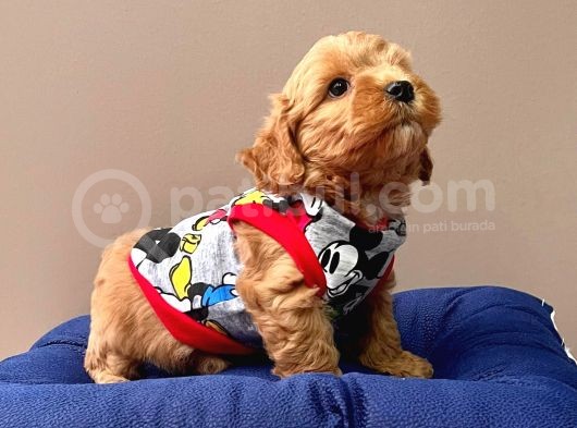 Wc Eğitimli Maltipoo Yavrular görsel