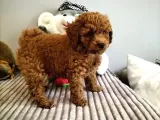 Red Brown Toy Poodle Yavrularimiz
