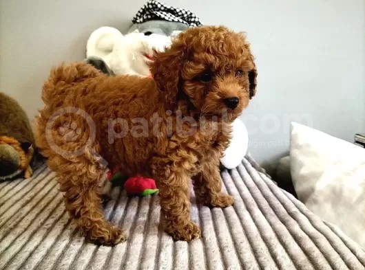 Red Brown Toy Poodle Yavrularimiz görsel