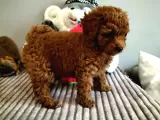 Red Brown Toy Poodle Yavrularimiz