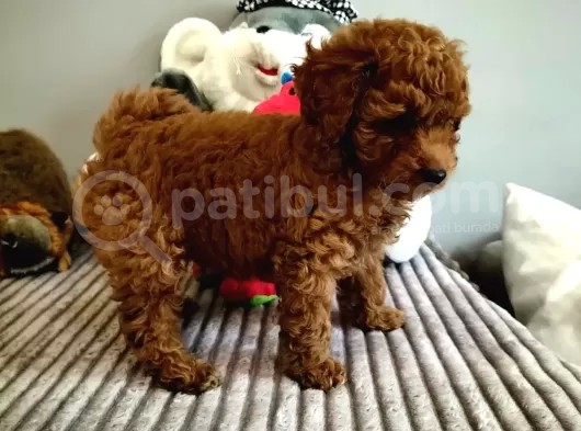 Red Brown Toy Poodle Yavrularimiz görsel
