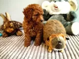 Red Brown Toy Poodle Yavrularimiz