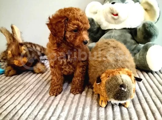 Red Brown Toy Poodle Yavrularimiz görsel