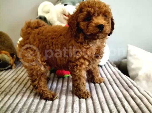 Red Brown Toy Poodle Yavrularimiz