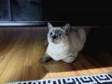 British Shorthair Bluepoint