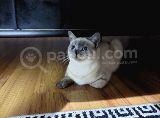 British Shorthair Bluepoint