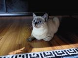 British Shorthair Bluepoint