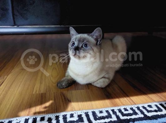 British Shorthair Bluepoint görsel