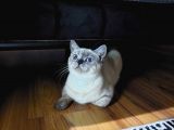 British Shorthair Bluepoint