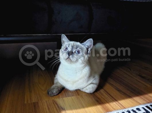 British Shorthair Bluepoint görsel
