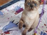 British Shorthair Bluepoint