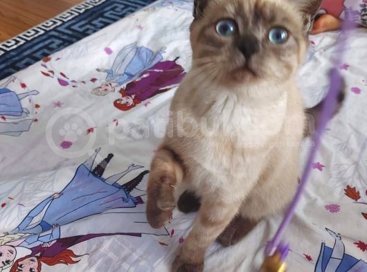 British Shorthair Bluepoint görsel