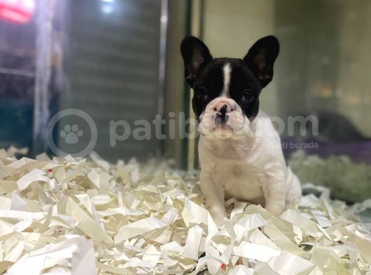 Sıfır Kafa Sıfır Burun Çok Güzel Anatomide Fransız Bulldog görsel