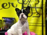 Sıfır Kafa Sıfır Burun Çok Güzel Anatomide Fransız Bulldog