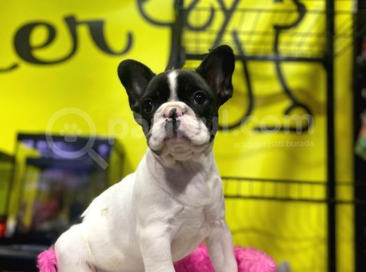 Sıfır Kafa Sıfır Burun Çok Güzel Anatomide Fransız Bulldog görsel