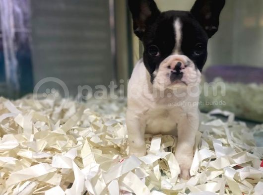 Sıfır Kafa Sıfır Burun Çok Güzel Anatomide Fransız Bulldog görsel