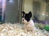 Sıfır Kafa Sıfır Burun Çok Güzel Anatomide Fransız Bulldog