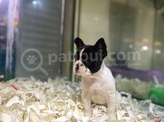 Sıfır Kafa Sıfır Burun Çok Güzel Anatomide Fransız Bulldog görsel