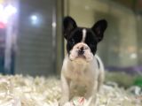 Sıfır Kafa Sıfır Burun Çok Güzel Anatomide Fransız Bulldog