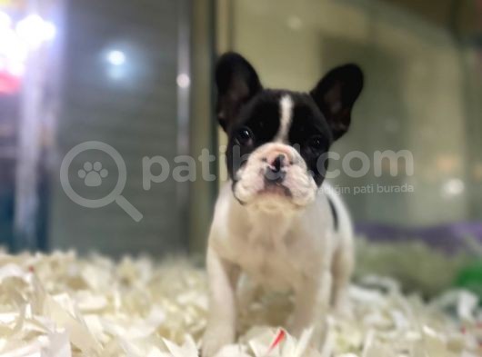 Sıfır Kafa Sıfır Burun Çok Güzel Anatomide Fransız Bulldog görsel