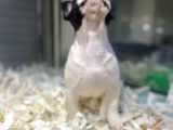 Sıfır Kafa Sıfır Burun Çok Güzel Anatomide Fransız Bulldog