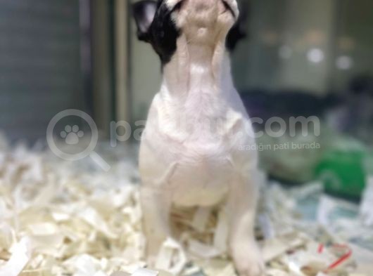 Sıfır Kafa Sıfır Burun Çok Güzel Anatomide Fransız Bulldog görsel