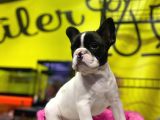 Sıfır Kafa Sıfır Burun Çok Güzel Anatomide Fransız Bulldog