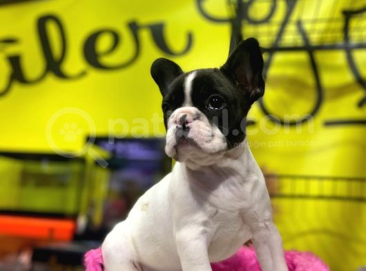 Sıfır Kafa Sıfır Burun Çok Güzel Anatomide Fransız Bulldog görsel