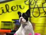 Sıfır Kafa Sıfır Burun Çok Güzel Anatomide Fransız Bulldog