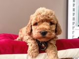 Safkan Toy Poodle Yavrular