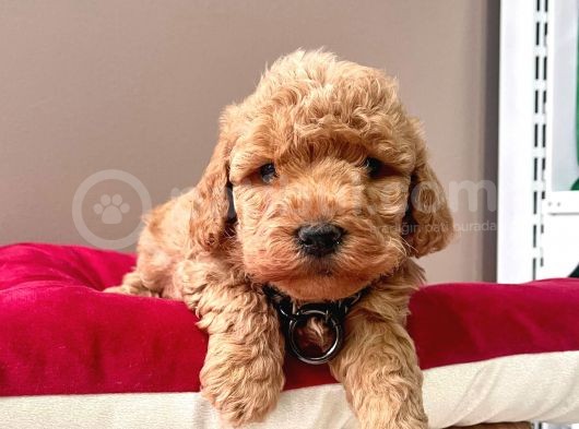 Safkan Toy Poodle Yavrular görsel