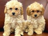 Sevimli Apricot Toy Poodle Kardeşler