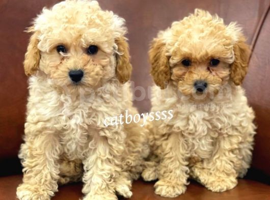 Sevimli Apricot Toy Poodle Kardeşler görsel