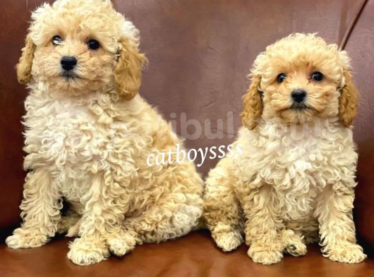 Sevimli Apricot Toy Poodle Kardeşler görsel