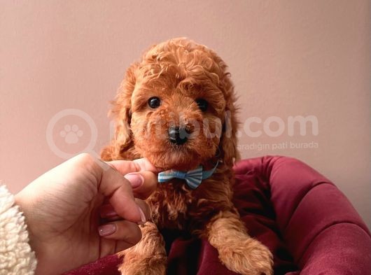 Safkan Toy Poodle Yavrular