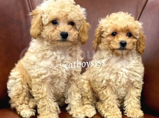 Sevimli Apricot Toy Poodle Kardeşler