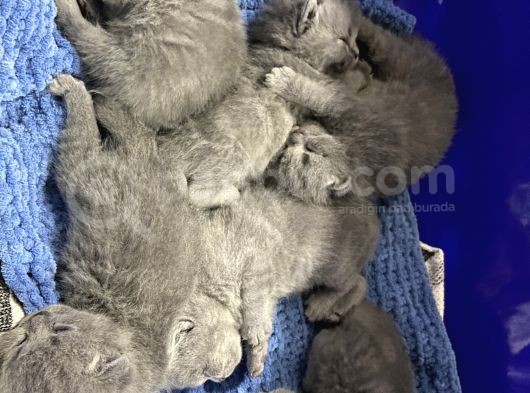 British Shorthair görsel