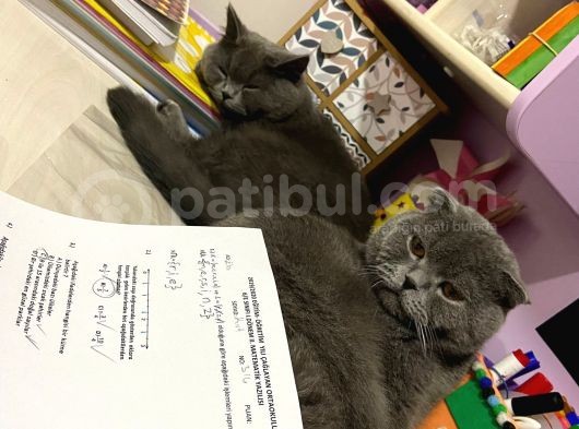British Shorthair görsel