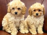 Sevimli Apricot Toy Poodle Kardeşler