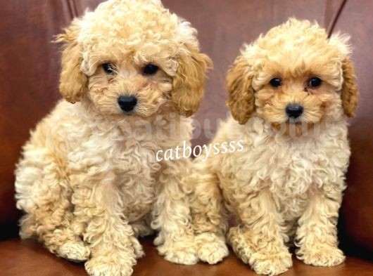 Sevimli Apricot Toy Poodle Kardeşler görsel